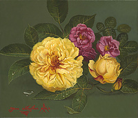 "Roses Reve d' Or and Rosa Gallica"